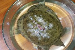 怎樣防治甲魚白斑?。? /></a>
            <a href=
