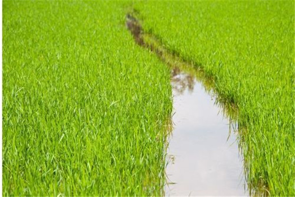 水稻前期、中期和后期的濕潤灌溉技術