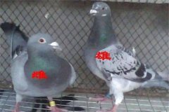怎樣挑選優(yōu)良的鴿子 鴿子年齡、雌雄的鑒別方法