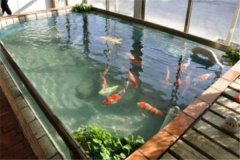 魚(yú)池養(yǎng)錦鯉要注意什么？