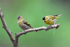 怎樣飼養(yǎng)黃雀？黃雀的雌雄鑒別與選購標(biāo)準(zhǔn)