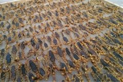 蝎子加工貯存方法，藥用全蝎的質(zhì)量標準簡介