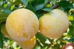 奈李產(chǎn)地是哪里，奈李什么時候成熟上市？
