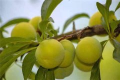 蜂糖李產(chǎn)地在哪里？適合在哪些地區(qū)種植？