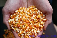 隔年的玉米種子還能發(fā)芽嗎？玉米畝用多少種子