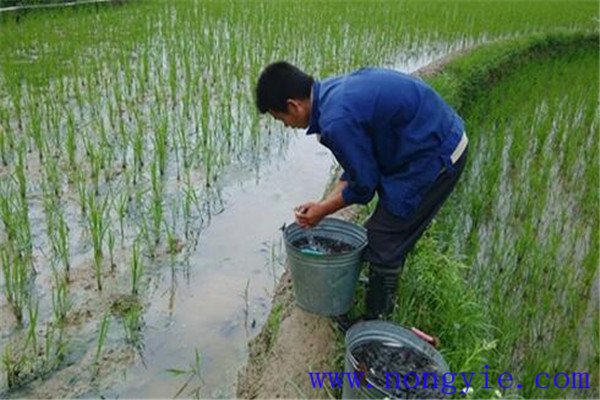 稻田養(yǎng)殖草魚(yú)發(fā)病率低，容易管理