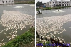 池塘魚(yú)中毒與泛塘有什么區(qū)別，如何辯別？