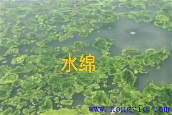 如何清除和控制水綿、水網(wǎng)藻和湖靛等敵害生物