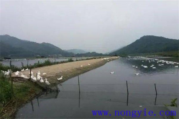 魚、鵝綜合養(yǎng)殖的模式