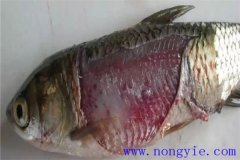 淡水魚細(xì)菌性爛鰓病如何治療，用什么藥防治？