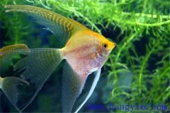 常見的較易飼養(yǎng)的熱帶魚品種有哪些？