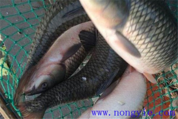 草魚、青魚親魚秋培技術(shù)與方法