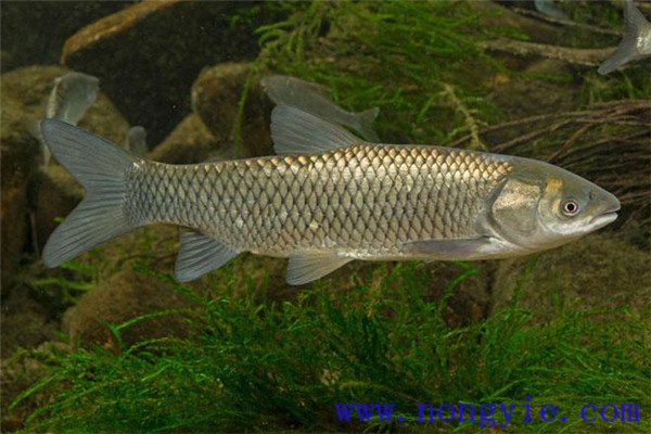 鰱、鳙、草魚