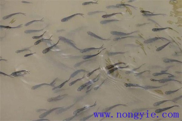 魚種、秋花和春片