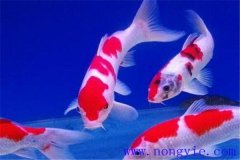 在水族箱中喂養(yǎng)錦鯉要注意些什么？