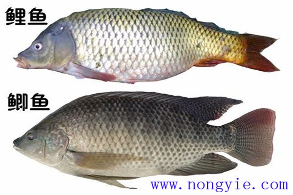 鯉魚、鯽魚