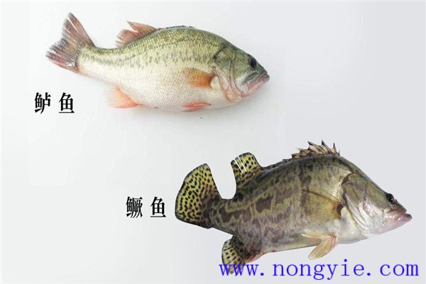 鱖魚、烏鱧、加州鱸
