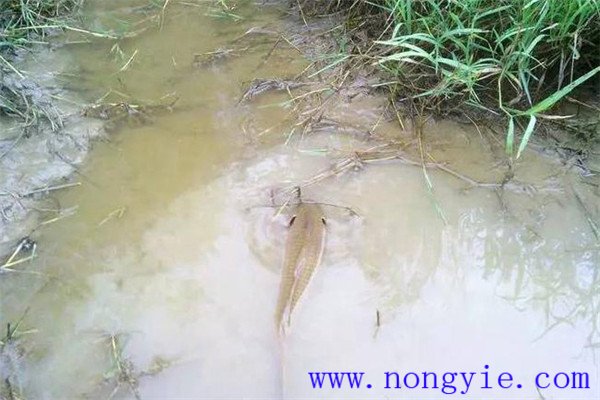 怎樣利用小山塘、魚池、坑凼培育魚苗、魚種