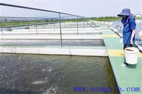 保證飼料質(zhì)量、掌握好投喂量