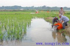 稻田養(yǎng)魚的現(xiàn)代養(yǎng)殖模式有哪些新的變化？