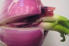 洋蔥發(fā)芽能不能吃，怎么避免洋蔥發(fā)芽？