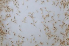 怎樣養(yǎng)好蝦，對當前養(yǎng)蝦業(yè)發(fā)展的幾點看法