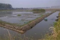 稻田青蝦、河蟹混合立體養(yǎng)殖技術(shù)簡介