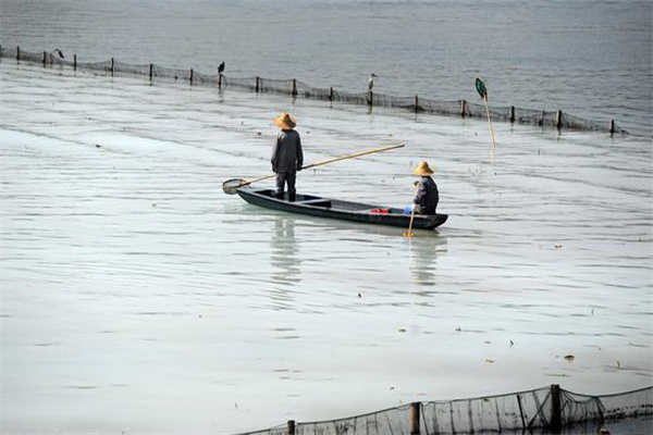 清除野雜魚，減少爭(zhēng)食者