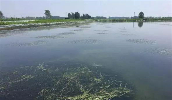 凈化、穩(wěn)定水質
