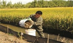 稻田養(yǎng)蟹怎樣控制餌料投放？
