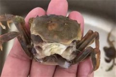 海水蟹類(lèi)脫殼期死亡的原因是什么，如何處理？