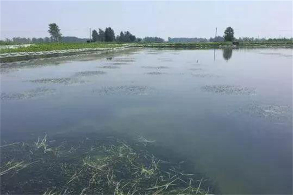 栽種水草，嚴格管護