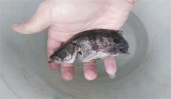 常見(jiàn)的魚(yú)病有幾種類型，病毒性魚(yú)病有幾種