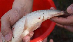 怎樣防治魚(yú)的中華魚(yú)鳋病，其癥狀表現(xiàn)如何？
