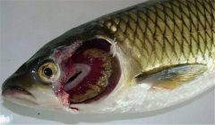 魚類爛鰓病的病因是什么，有哪些癥狀表現(xiàn)？