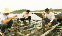 河蚌怎樣采捕、運(yùn)輸與暫養(yǎng)