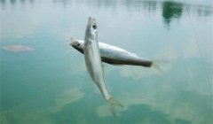 釣到的白條魚能養(yǎng)活嗎？釣白條魚要注意什么？