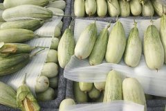 羊角蜜甜瓜什么時間成熟上市，怎么看熟不熟？
