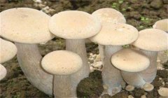 食用菌有哪些營養(yǎng)類型:腐生性、共生性、寄生性