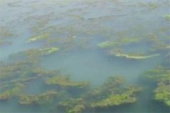龍蝦池塘中的青苔怎么處理，怎么快速清除干凈