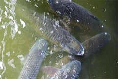 吊養(yǎng)草魚、鳙魚養(yǎng)殖經(jīng)驗(yàn)總結(jié)