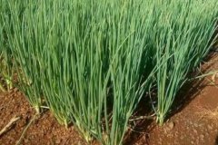 大蔥的品種有哪些，什么時間種植、怎樣種植