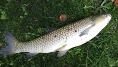 釣草魚(yú)用什么餌最好？釣草魚(yú)的方法和技巧