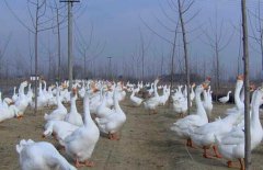 皖西白鵝養(yǎng)殖場(chǎng)地如何選擇、如何飼養(yǎng)與管理？