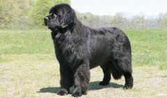 紐芬蘭犬價(jià)格多少一只，紐芬蘭犬怎么養(yǎng)？