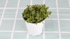 薄荷盆栽可以放臥室嗎？盆栽薄荷怎么養(yǎng)