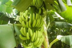 香蕉一般多久成熟？香蕉生長環(huán)境和條件簡介