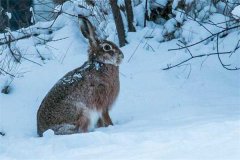 冬季野兔的活動規(guī)律，它冬天什么時候出來？