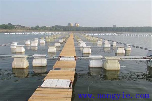 網(wǎng)箱養(yǎng)鱖魚網(wǎng)箱、網(wǎng)目大小和放養(yǎng)密度