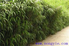 大明竹怎么養(yǎng)？大明竹的相關(guān)知識(shí)